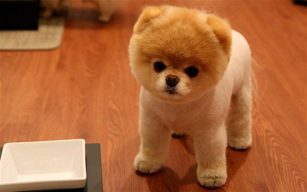 cute pomeranian dog