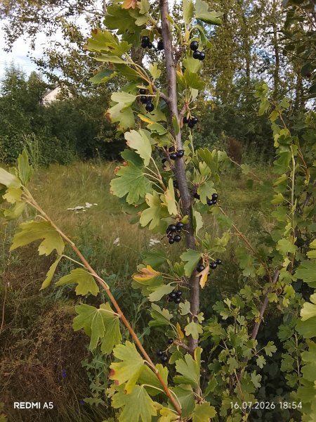 picture_419012868