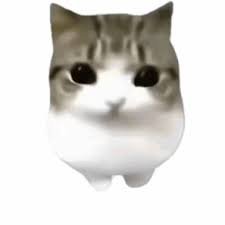 Dam Dam Didi Didi Cat