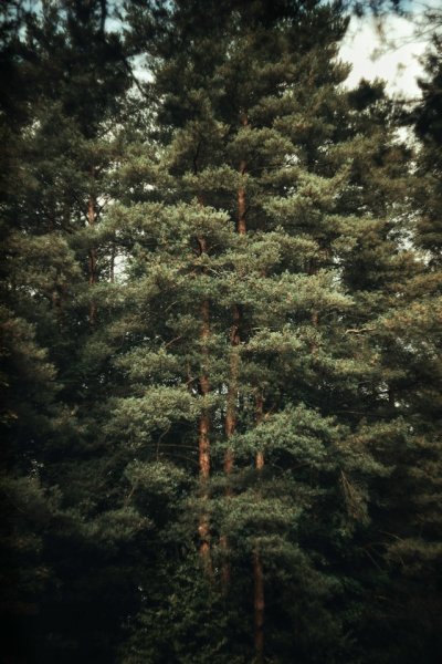 picture_401970140