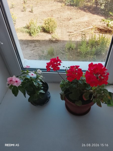 Катарантус и Герань