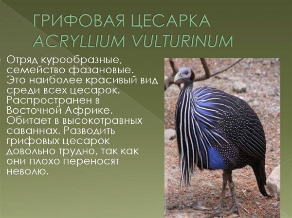 Грифовая цесарка