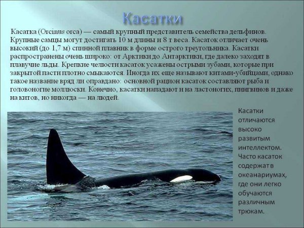 Касатки