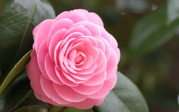 image (87)