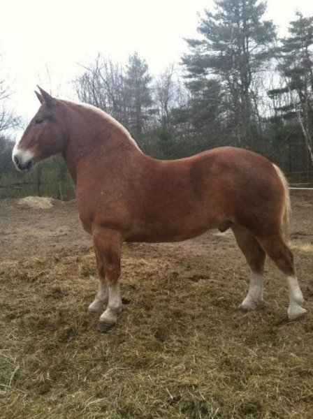 Horses love