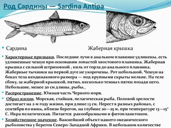 Сардина