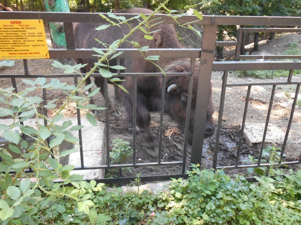 Харьковский зоопарк