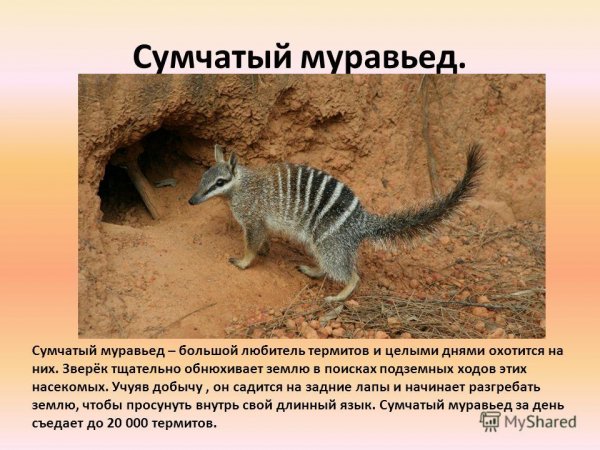 Сумчатый муравьед