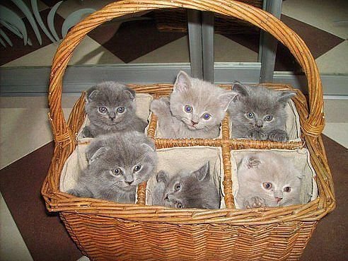 Котята в корзинке