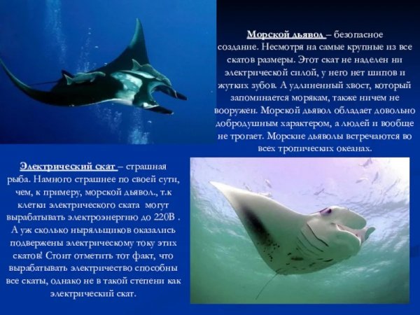 Скаты