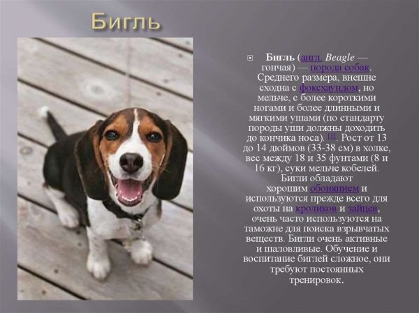 Бигль