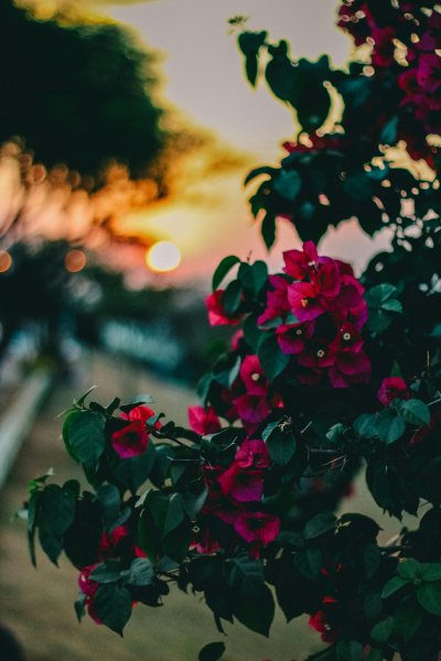 Pexels-victorfreitas-600114