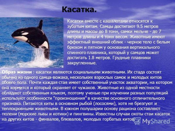 Касатка