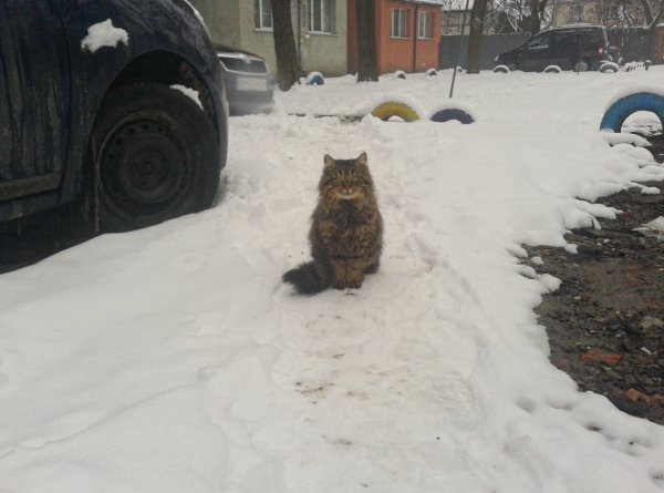 Котек2