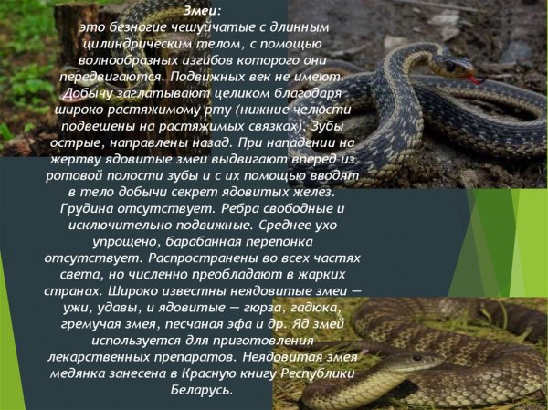 Змеи