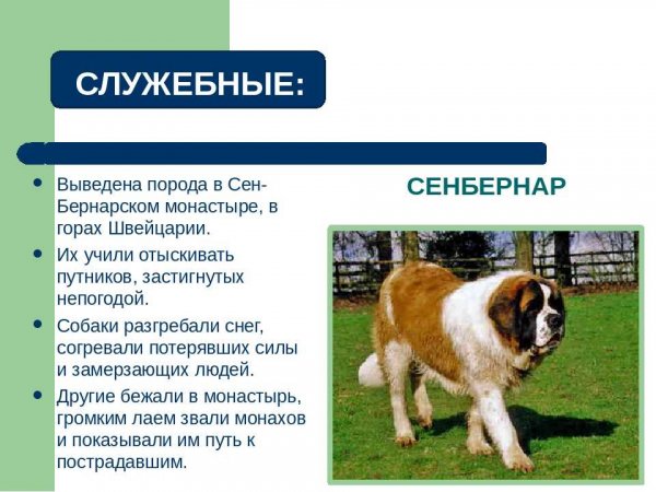 Сенбернар