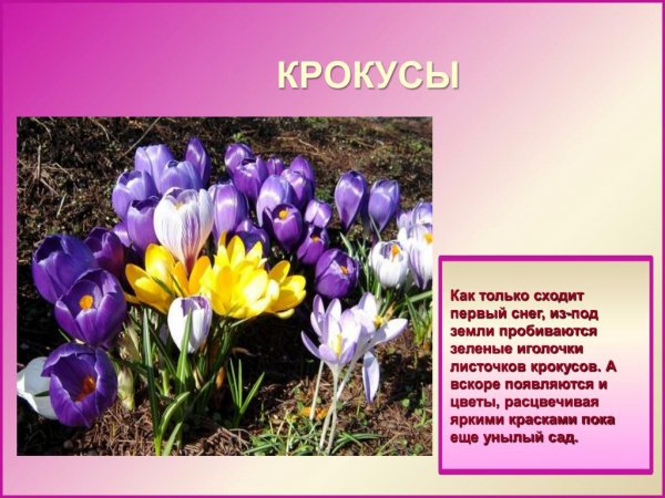 Крокусы