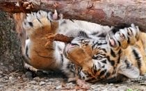 tigr-