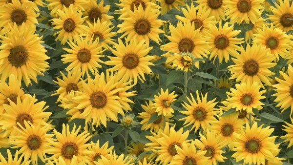 Sunflower Field, Kentucky