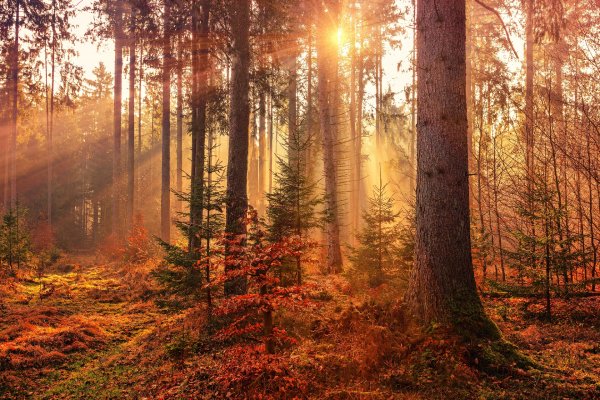 Nature Seasons Autumn