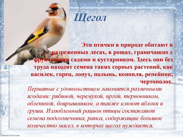 Щегол