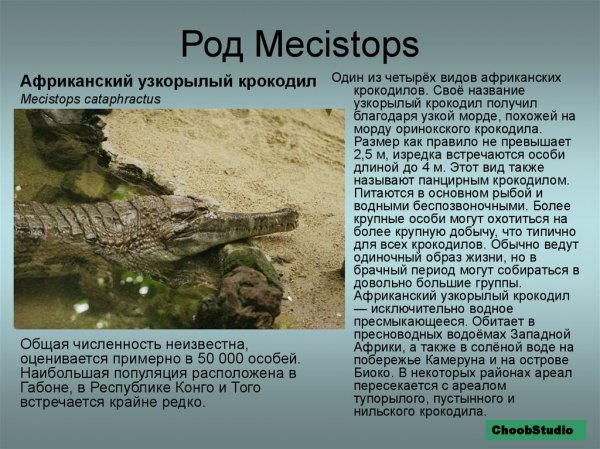 Африканский узкорылый крокодил