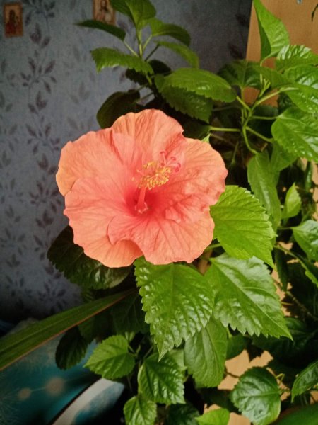 Коралловый гибискус