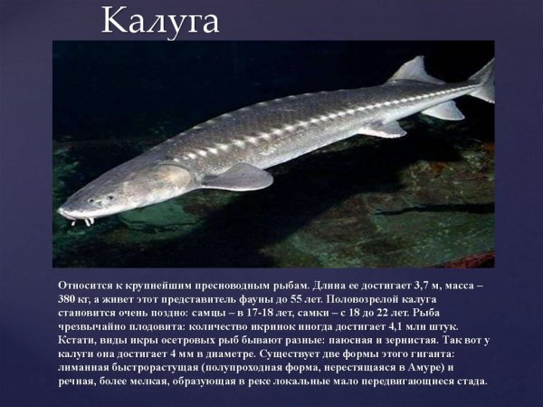 Калуга