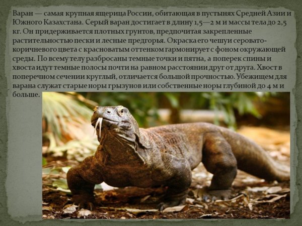 Варан
