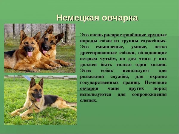 Немецкая овчарка