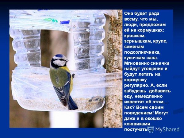 Синица
