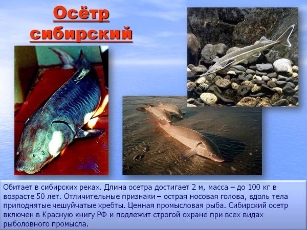 Осётр сибирский