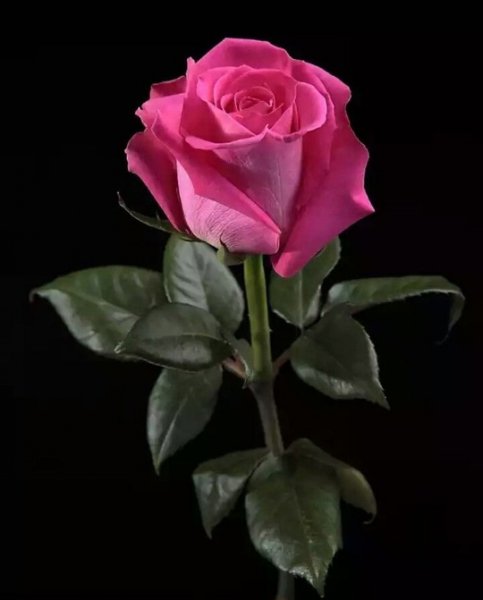 KzoR2Eydu2K8BN9R16SnnkYohSJ8TfNu3gRwA6hCo inJDwla-CMSp4GJt4A