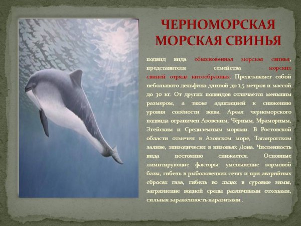 Черноморская морская свинья