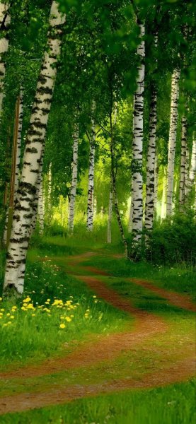 Арт Природа