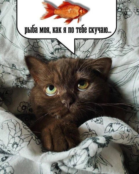 Рыба моя...