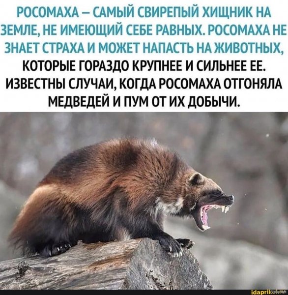 Росомаха