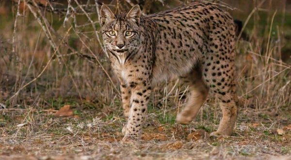 Пиренейская рысь (Lynx pardinus)