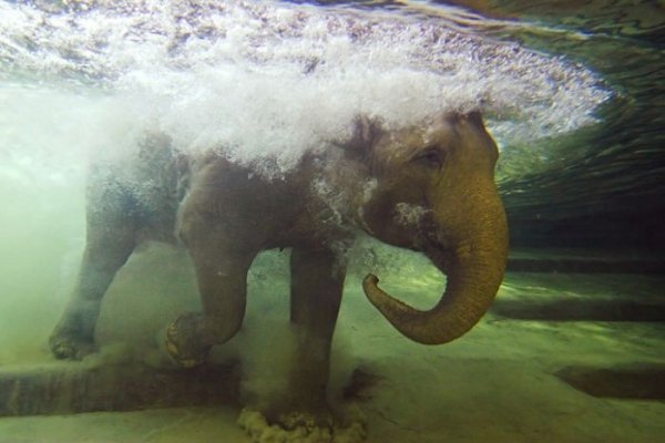 zoo animals captured at the right moment