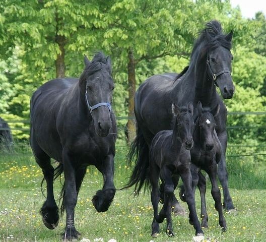 СЕМЬЯ