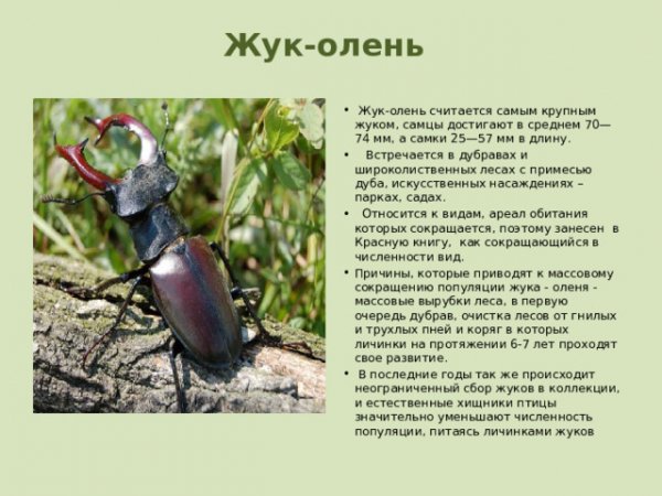 Жук - олень