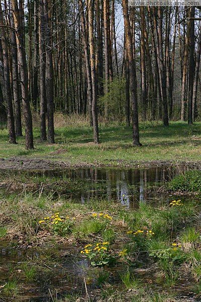 Весна1