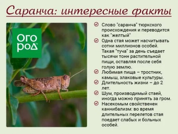 Саранча