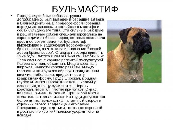 Бульмастиф