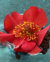 Flowers 033