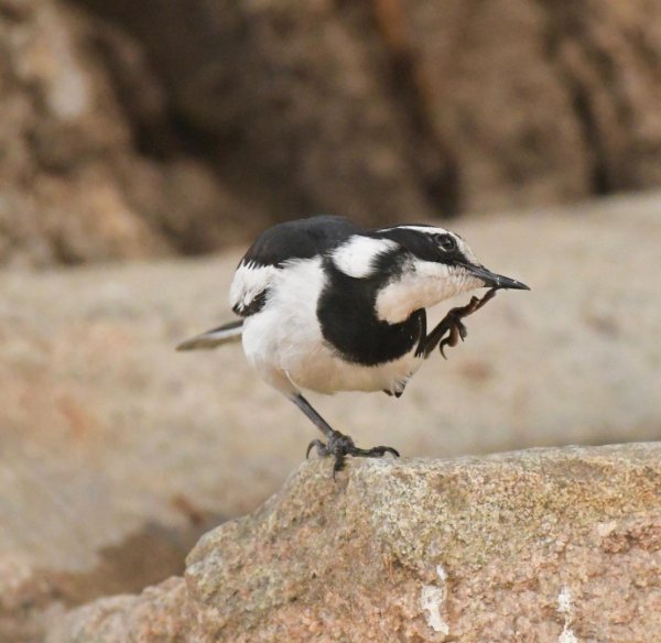 Пегая трясогузка (Motacilla aguimp)