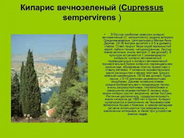 Кипарис вечнозелёный
