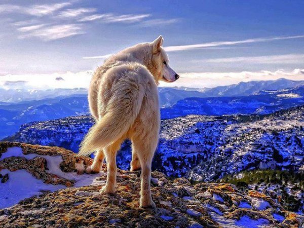 wolf-on-mountain-top