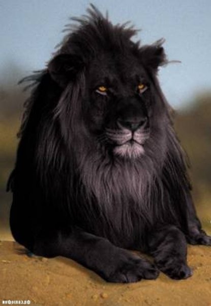 2-Black-lion