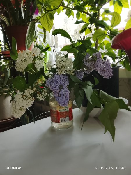 picture_412911903